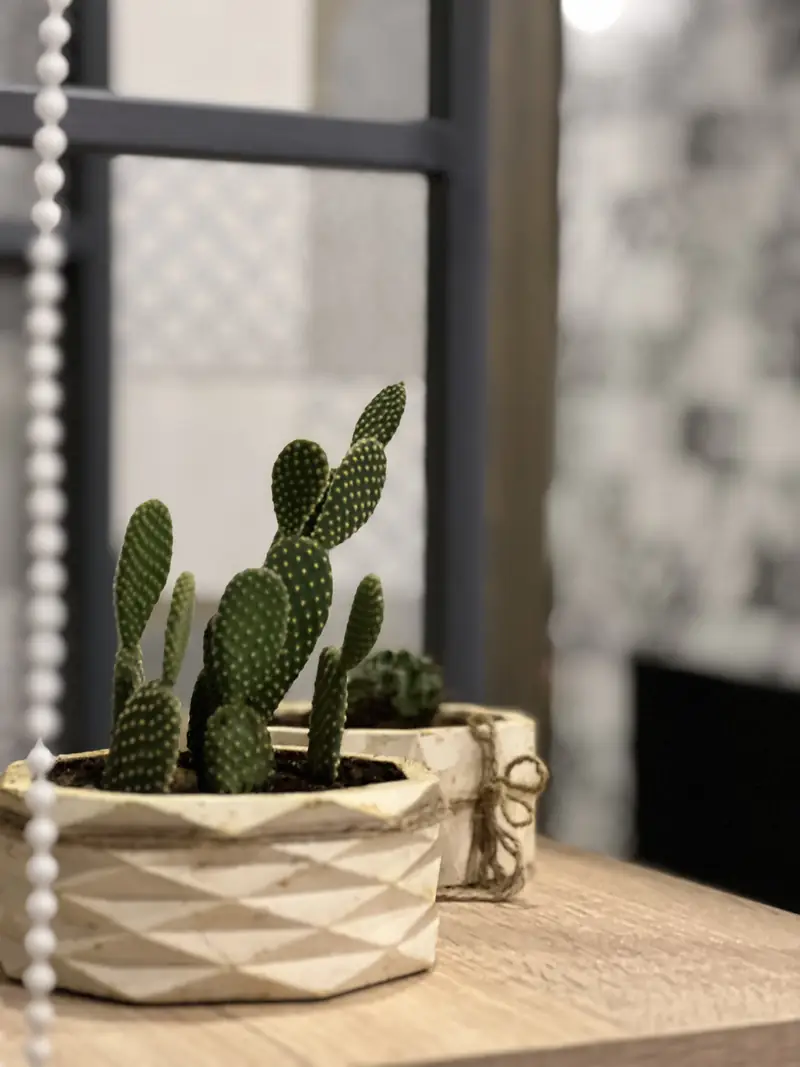 A cactus on the table in the morning light